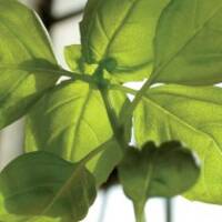 crayon-a-mine-avec-semences-de-basilic-5